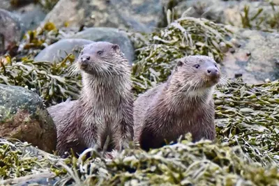 three otters are standing on the seaweed at Pirnmill Home with a view in Pirnmill