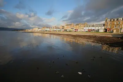 a group of ducks swimming in the water on a beach at Garden Cottage Helensburgh in Helensburgh