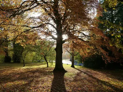 a tree in a park with leaves on the ground at Clarinnes Cottage in Luss