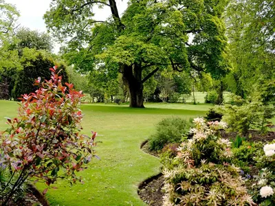 a garden with flowers and a tree in the background at Macdonald Houstoun House in Livingston