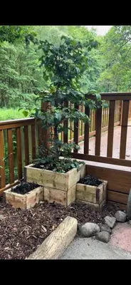 a bonsai tree in a stone planter on a deck at Riverbank Lodge in Dollar