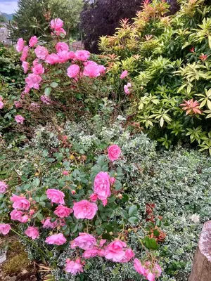 a garden with pink roses and other plants at Above & Beyond at Warriston Lodge in Moffat
