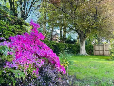 a bush of pink flowers in a garden at Longbank Luxury Lets in Ayr