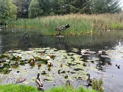 a group of ducks swimming in a pond at Newton Stewart - Lodge - Sleeps 4 - Garden in Bargrennan