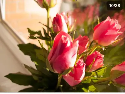 a bunch of pink roses in a vase at HLA king court 3 in Motherwell
