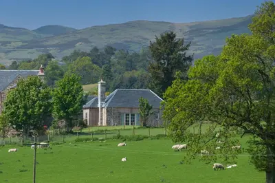 a herd of sheep grazing in a field in front of a house at Milton Farm in Buchanty