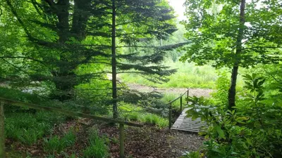 a wooden bridge in the middle of a forest at Lady Farm - Bargany in Girvan