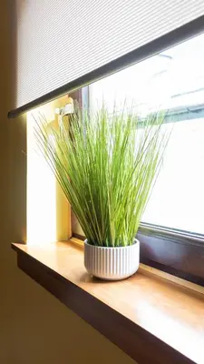 a green plant sitting on a window sill at The Hill in Tillicoultry
