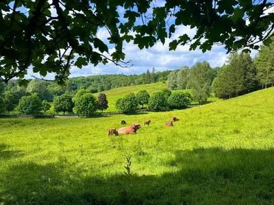 three cows laying in a field of green grass at The Orchard Suite in Dalserf