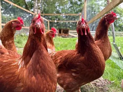 a group of chickens standing in a field at Modern Accessible Apartment with Interconnecting Room in Dolphinton