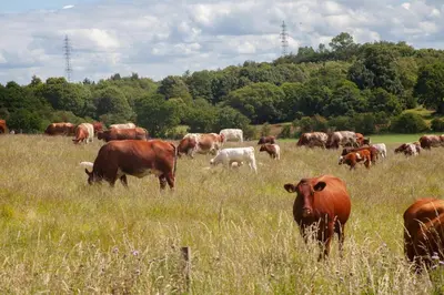 a herd of cows grazing in a field of grass at Stunning 4 Bedroom Farmhouse in Bishopton