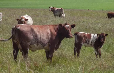 a herd of cows standing in a field of grass at Stunning 4 Bedroom Farmhouse in Bishopton