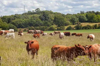 a herd of cows grazing in a field of grass at Stunning 4 Bedroom Farmhouse in Bishopton