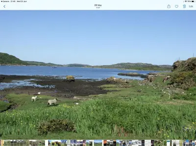 two animals grazing in a field next to a body of water at Little cottage-Village of Bunessan-Sleeps4 in Bunessan