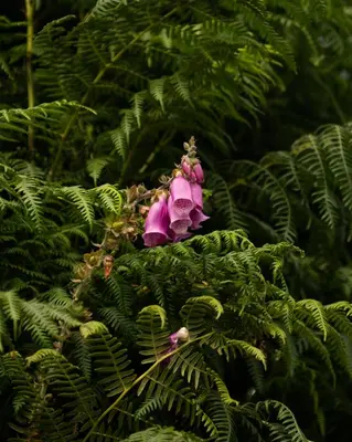 a purple flower in the midst of green plants at Countryside Farm Pod on Isle of Seil - A in Balvicar