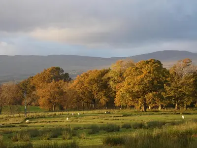 a field with trees and grass with sheep in it at Loch Lomond Finnich Cottages in Drymen