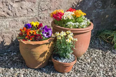 three pots of flowers sitting next to a wall at Ballat Smithy Cottage in Drymen