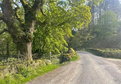 a dirt road with a tree and a fence at Crossaig Farm House in Crossaig