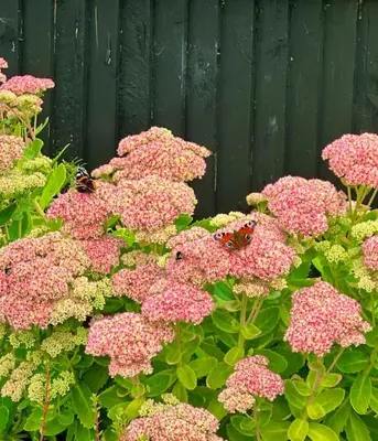 two butterflies sitting on pink flowers in front of a green fence at The Orchard Apartment, Clyde Valley in Dalserf