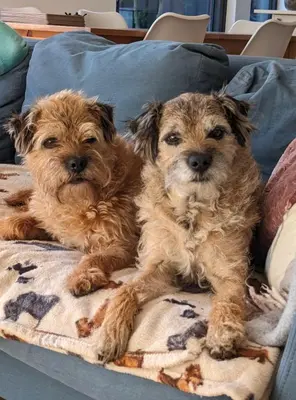 two dogs are sitting on a couch at Beautiful double room B&B great location homeshare Edinburgh in Edinburgh
