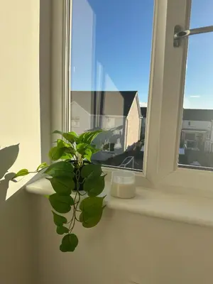 a green plant sitting on a window sill at Black Daisy in Glasgow
