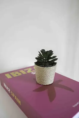 a potted plant sitting on top of a book at Braelochan Stay in Balloch