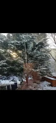 a large tree with snow on the ground at Hampden Hüs in Glasgow
