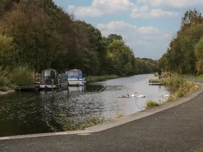 a group of swans swimming in a river with boats at Holly in Denny