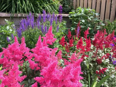 a garden filled with pink and purple flowers at Castlecroft Bed and Breakfast in Stirling
