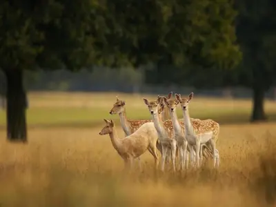 a group of giraffes standing in a field at 1 Bed in Methven oc-v30533 in Methven