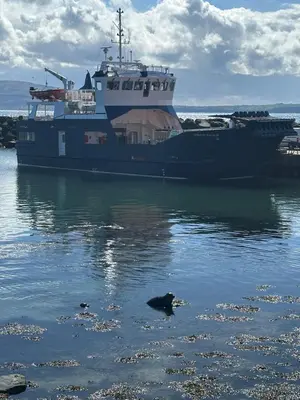 a large ship in the water with a bird in the water at Church Bay House Rathlin in Rathlin Island