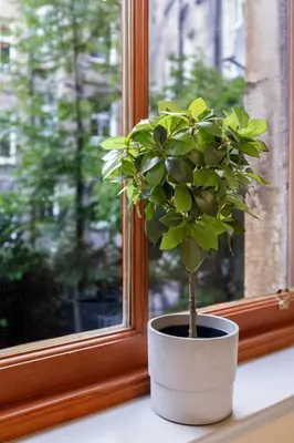 a small plant in a pot on a window sill at Central, Cozy 2BR-1BA-Haymarket - with Parking in Edinburgh