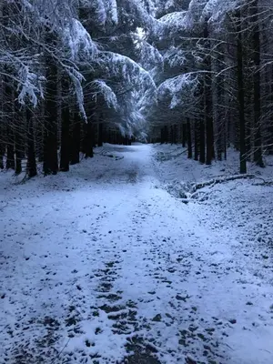 a snow covered path in a forest with trees at Gorgeous boutique off-grid cottage near Peebles in Peebles