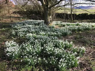 a field of white flowers in front of a tree at Gorgeous boutique off-grid cottage near Peebles in Peebles