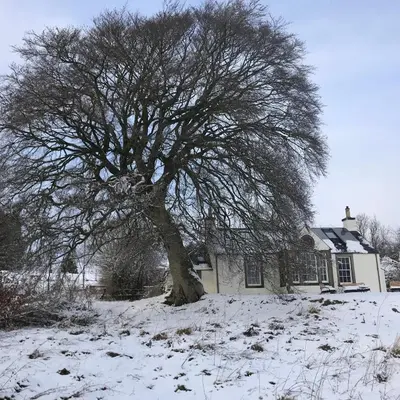 a tree in the snow in front of a house at Gorgeous boutique off-grid cottage near Peebles in Peebles