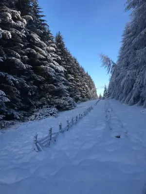 a snow covered road with a row of trees at Gorgeous boutique off-grid cottage near Peebles in Peebles