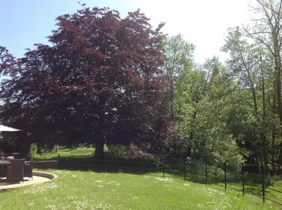 a tree with red leaves in a park with a fence at Lovely Riverside Holiday Home in Callander