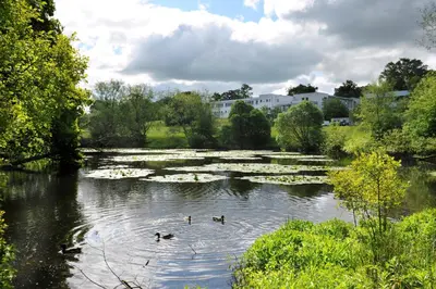 a group of ducks swimming in a river with lilies at Willow Court in Stirling