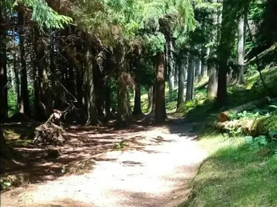 a dirt trail in a forest with trees at Grouse Lodge in Dunoon