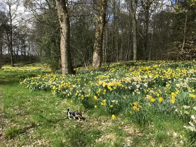 a dog walking through a field of flowers at West Plean House in Stirling