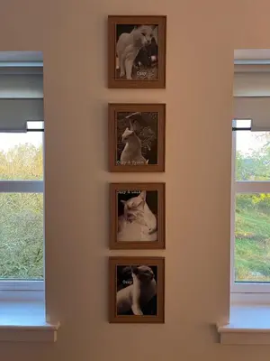 a wall with four pictures of a cat at Gellyburn Cottage in Kinross