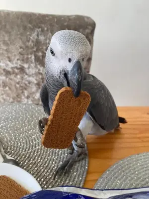 a parrot holding a piece of bread in its mouth at Rustic Harmony - Edinburgh Airport near, 8mi in Rosyth