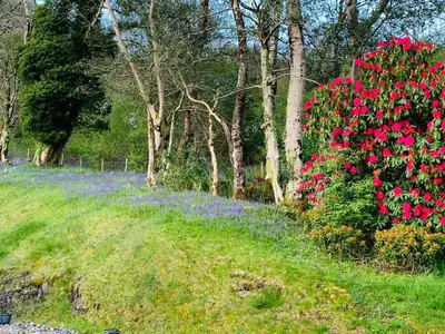 a garden with red roses and purple flowers at Mountain View Self Catering Ballachulish Glencoe in North Ballachulish