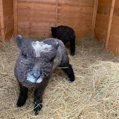two black sheep standing on hay in a barn at North Lodge Holiday Home, Hot Tub & Sauna in Carnwath