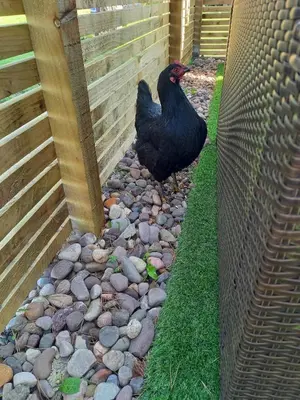 a black chicken standing on rocks next to a fence at North Lodge Holiday Home, Hot Tub & Sauna in Carnwath