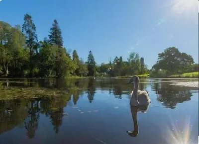 a swan swimming in the water on a lake at 5 lochview in Beattock