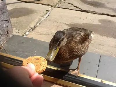 a duck standing next to a person holding a piece of food at Clan Cottages Luxury Thatched Retreat near Oban in Oban