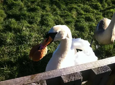 two swans are standing next to a fence at Clan Cottages Luxury Thatched Retreat near Oban in Oban