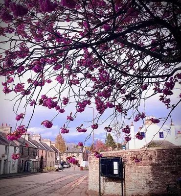 a tree with pink flowers on it in a town at Cottage in Mid Calder Village near Edinburgh in Mid Calder