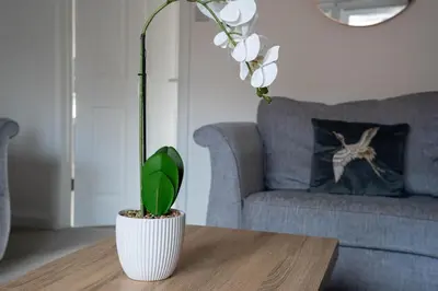 a plant in a white vase on a table in a living room at Stirling Street Stays in Tillicoultry